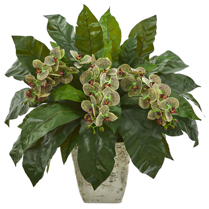 26” Phalaenopsis Orchid and Fern Plant in White Planter