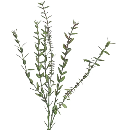 28.5 Eucalyptus Stem