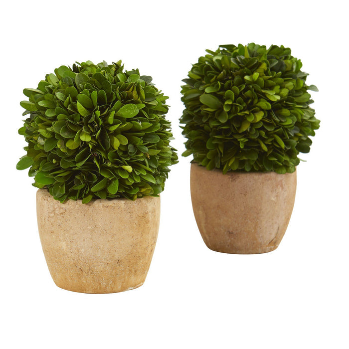 7” Boxwood Ball Preserved Plant in Decorative Planter (Set of 2)