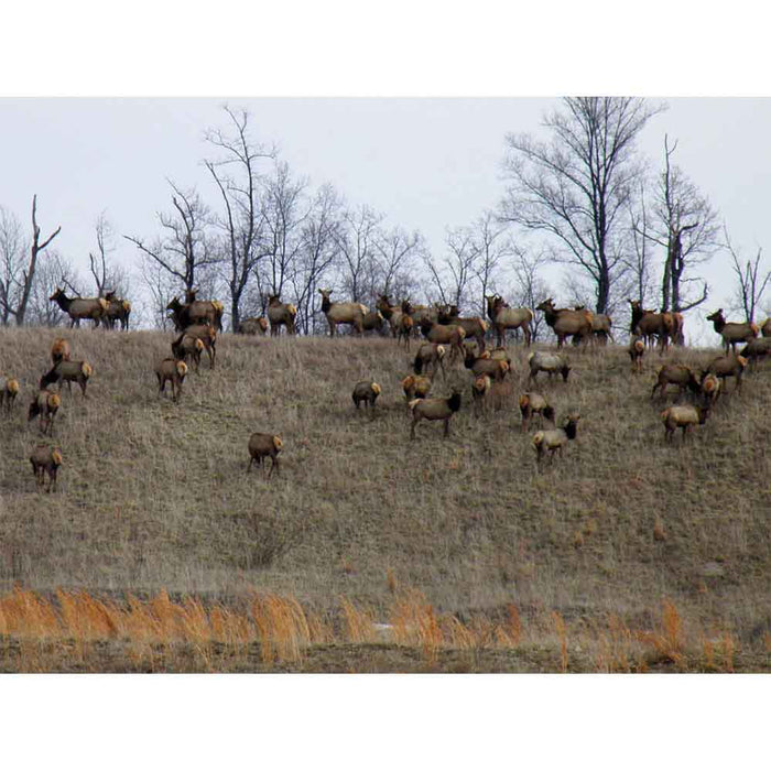 Elk Herd Wall Decal Printed | Wallhogs
