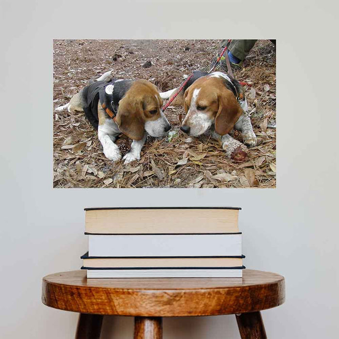 24 inch Twins Gloss Poster Installed Above Stool
