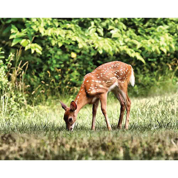 Grazing Fawn Gloss Poster Printed | Wallhogs