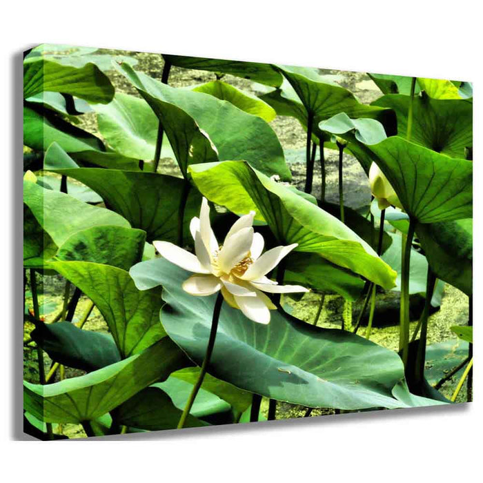 Pond Flower Canvas Printed | Wallhogs