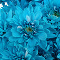 Blue Cushion Bulk Flower Tinted