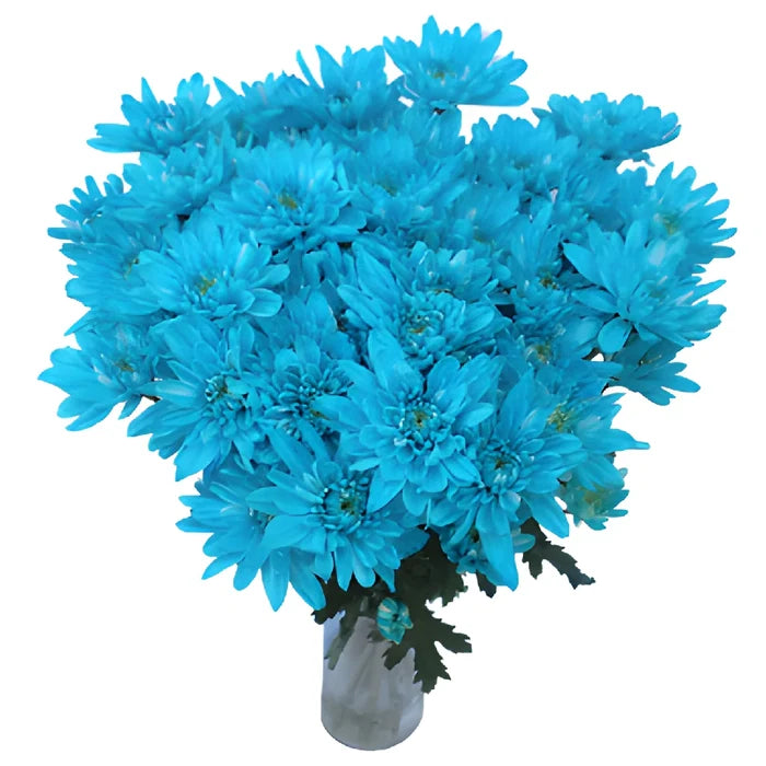 Blue Cushion Bulk Flower Tinted