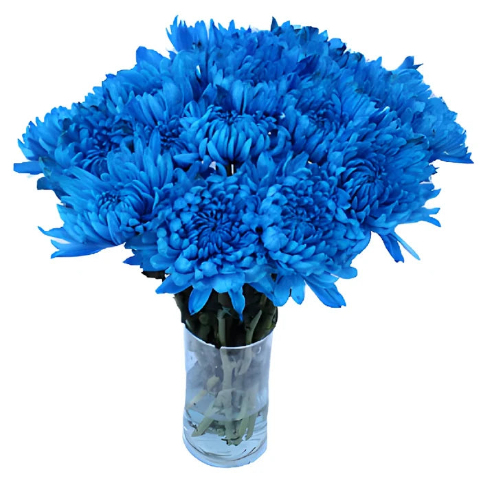 Blue Tinted Cremon Mum Flowers