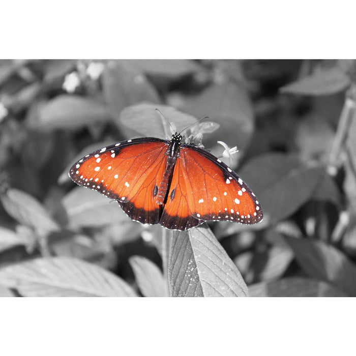 Butterfly Gloss Poster Printed | Wallhogs