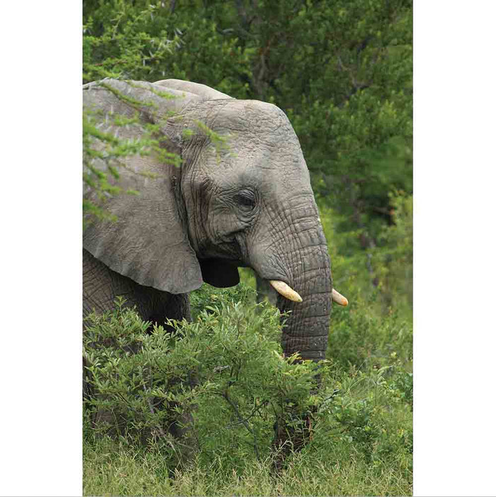 Elephant Gloss Poster Printed | Wallhogs