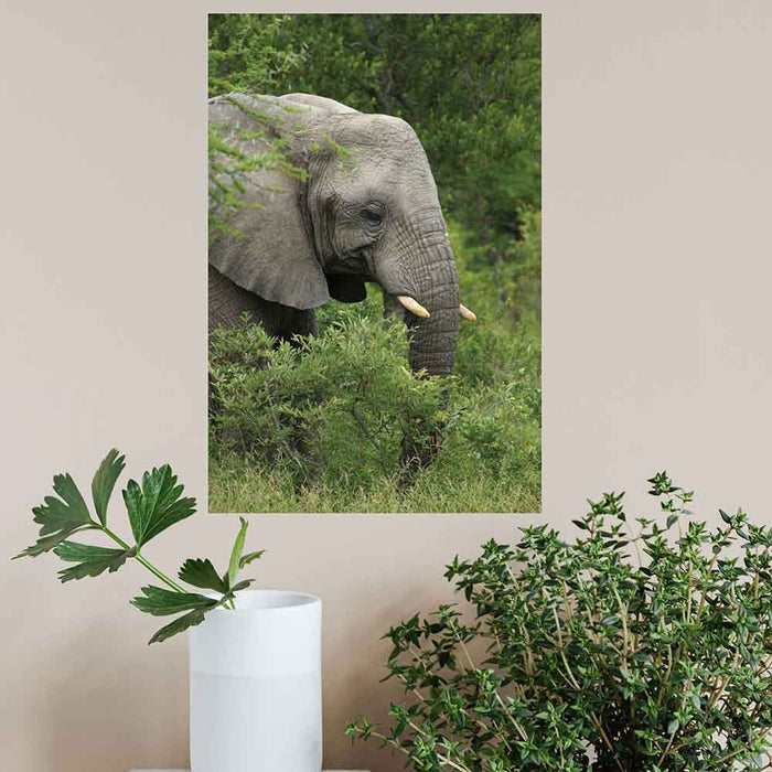 16x24 inch Elephant Poster Displayed Above Plants