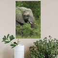 16x24 inch Elephant Poster Displayed Above Plants