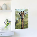 16x24 inch Giraffe Poster Displayed on Wall