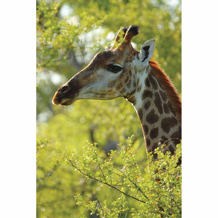 Giraffe Profile Gloss Poster Printed | Wallhogs