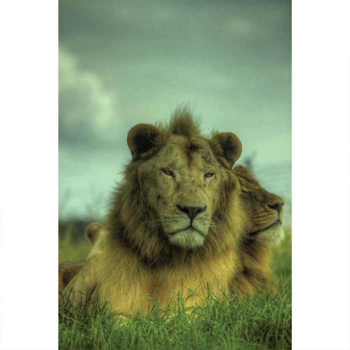 King of the Jungle Wall Decal Printed | Wallhogs