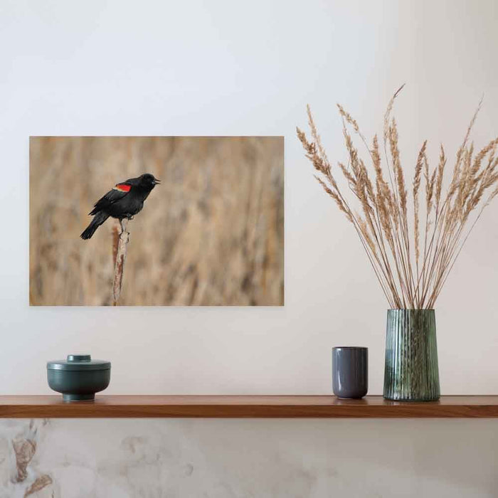 24 inch Red Winged Blackbird Poster Displayed Above Counter