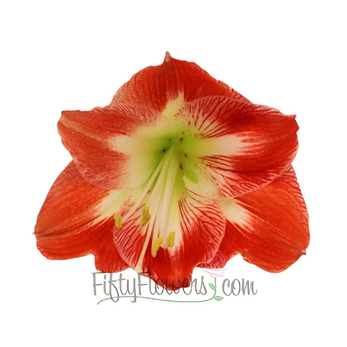 Candy Cane Red and White Amaryllis Flowers
