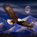 Eagle Sky Paint By Numbers Kit