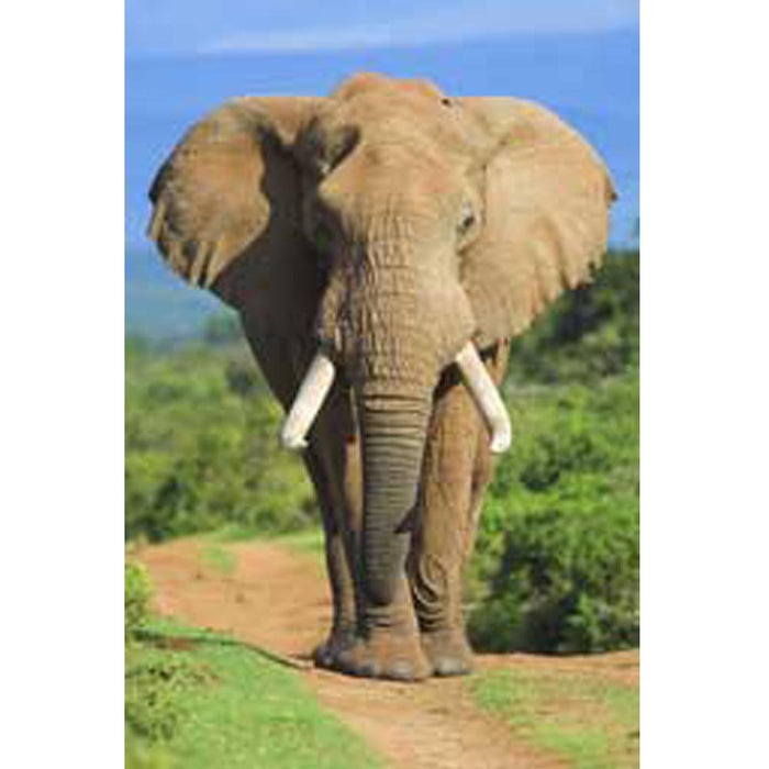 Elephant Charging Wall Decal Printed | Wallhogs