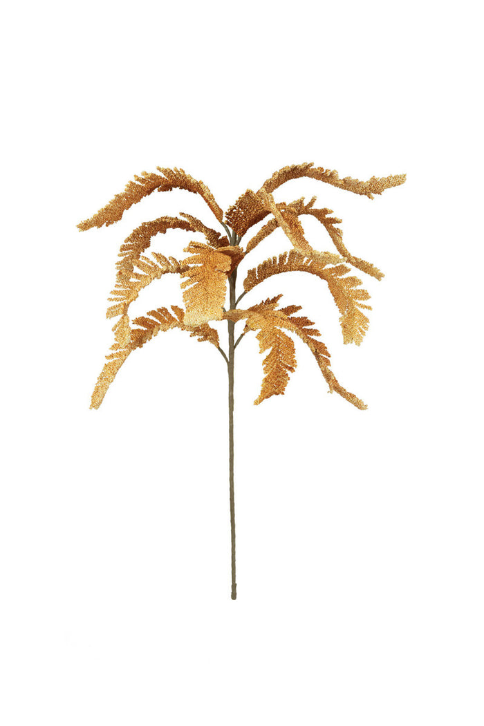 Filix Stem