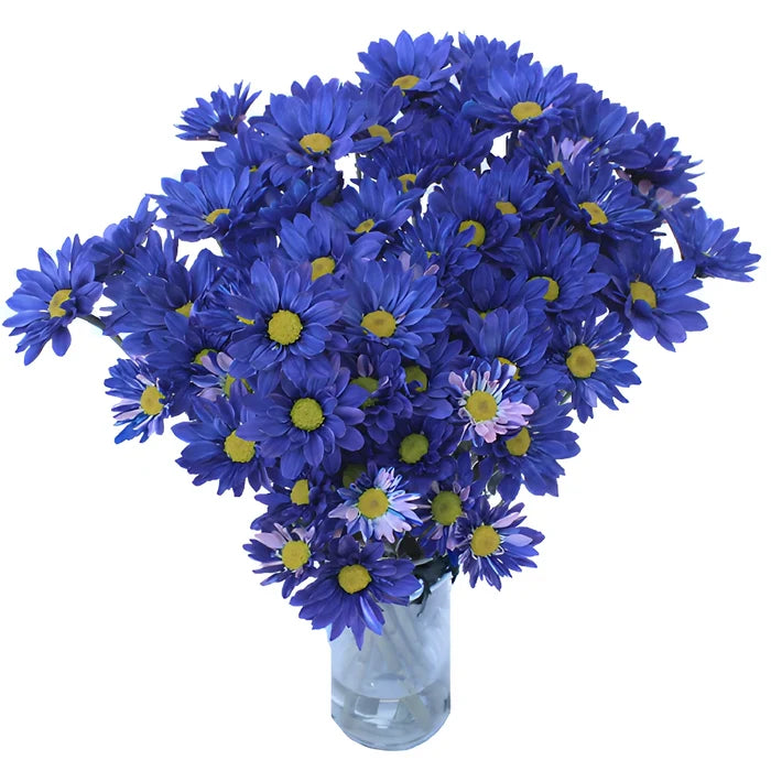 Fresh Cut Blue Daisy Flower Tinted