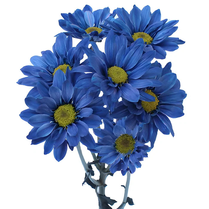 Fresh Cut Blue Daisy Flower Tinted