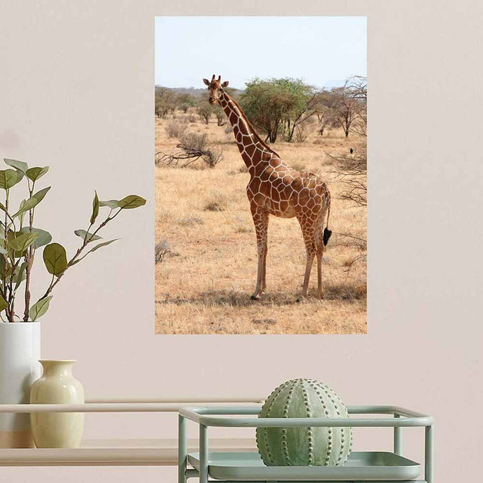 24 inch Giraffe Portrait Decal Installed Above Planters