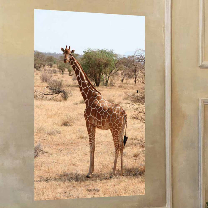 48 inch Giraffe Portrait Decal Installed on Wall