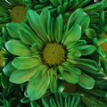 Green Bulk Daisy Flower Tinted