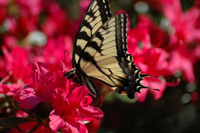 Guernsey Butterfly on Flower Wall Decal (5 Sizes Available)