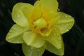 Guernsey Flower Glossy Poster (5 Sizes Available)