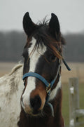 Guernsey Horse Glossy Poster (5 Sizes Available)