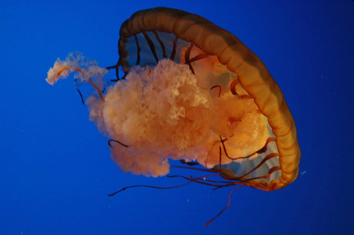 Guernsey Jellyfish I Wall Decal (5 Sizes Available)
