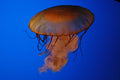 Guernsey Jellyfish II Glossy Poster (5 Sizes Available)