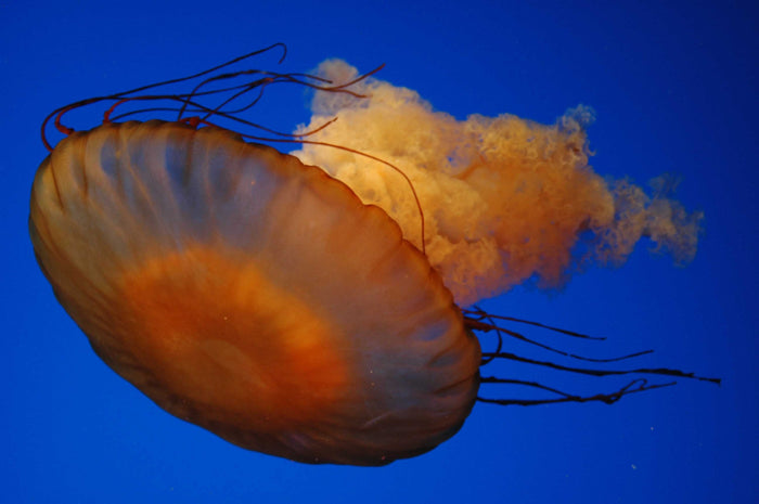 Guernsey Jellyfish III Glossy Poster (5 Sizes Available)