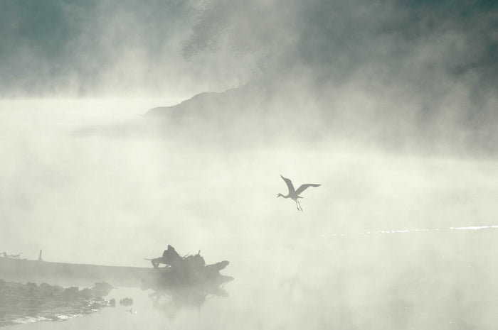 Guernsey Soaring Crane in Mist  Glossy Poster (5 Sizes Available)