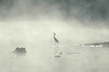 Guernsey Standing Crane in Mist Glossy Poster ( 5 Sizes Available)