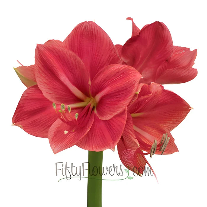 Hot Pink Amaryllis Flowers