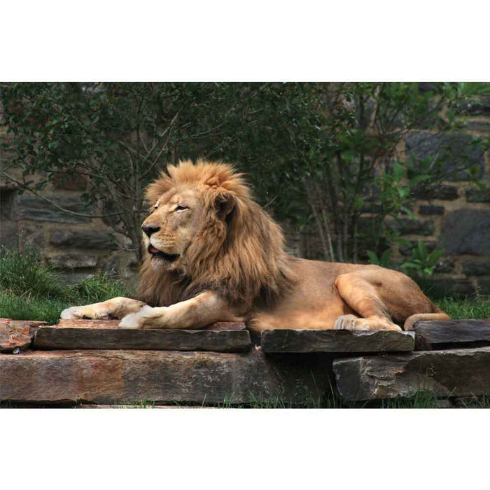 Lion Resting Wall Decal Printed | Wallhogs