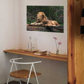 24 inch Lion Resting Wall Decal Installed in Nook
