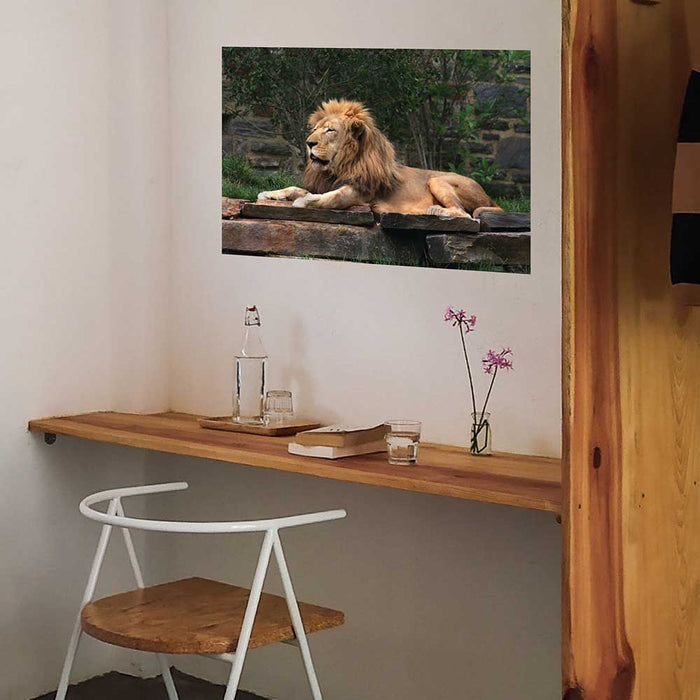 24 inch Lion Resting Wall Decal Installed in Nook