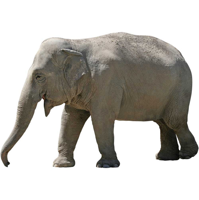 Lumbering Elephant Wall Decal Printed & Die-Cut | Wallhogs