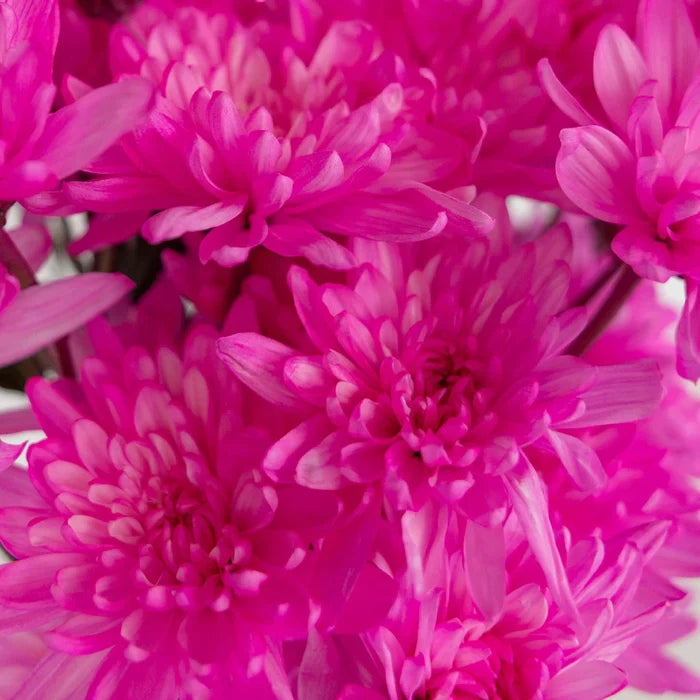 Pink Cushion Bulk Enhanced Flower Close Up - Image