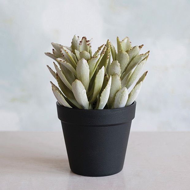 Planted Artificial Succulent
