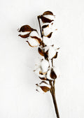 Dried botanical stem of natural cotton in pods