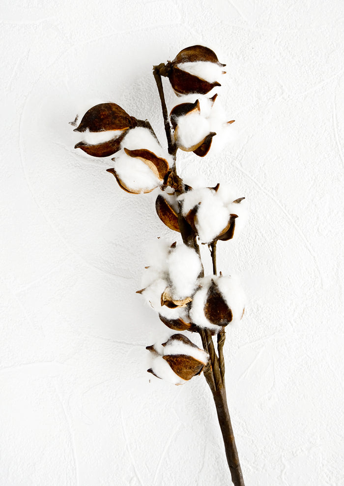 Dried botanical stem of natural cotton in pods