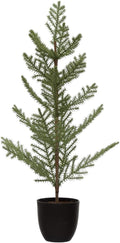 Redwood Tree