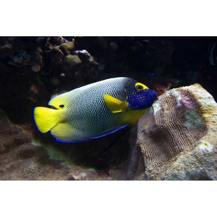 Reef Angle Fish Gloss Poster Printed | Wallhogs