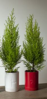 Rowan Pot