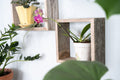 Set Of 3 Square Rustic White Wash Wood Open Box Shelves | Each 12"x12"