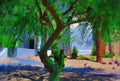 🌳 Tymeless Wonders Arizona Willow Tree Wall Decal (4 Sizes Available)